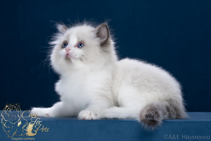 ragdoll Ruby CareForPets*RU