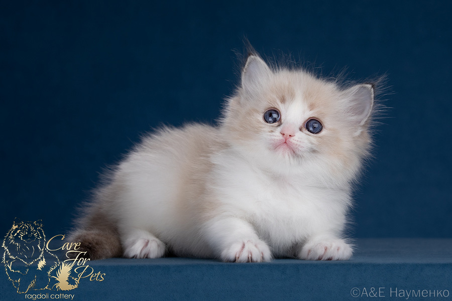 Ragdoll kitten Rossa CareForPets*RU