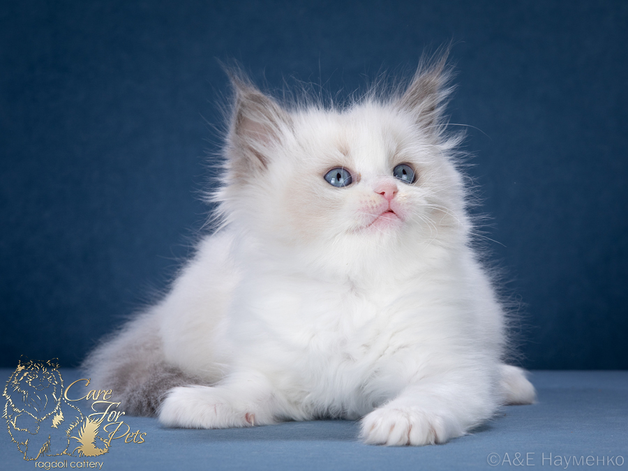 ragdoll kitten Romeo