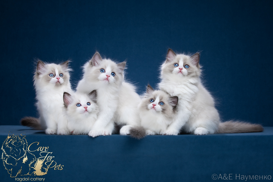 litter s-2023 ragdoll kittens