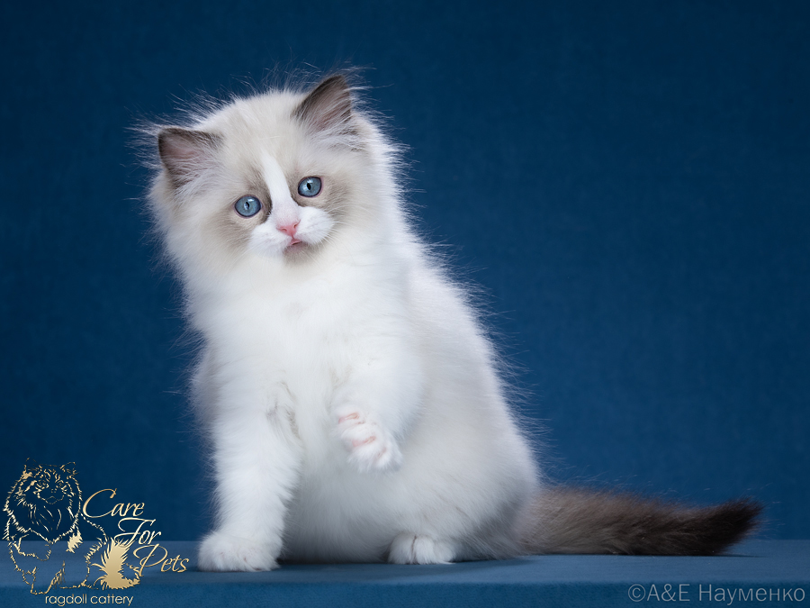 ragdoll kitten Simona