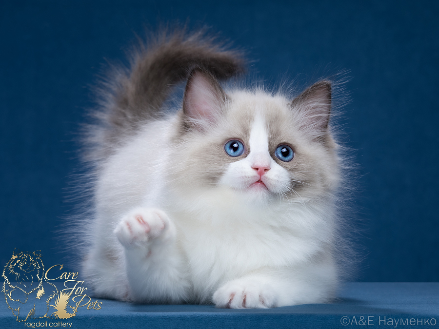 ragdoll kitten Spicy