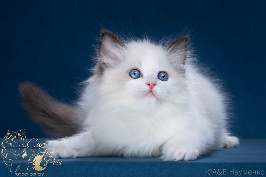 ragdoll kitten Sunrise