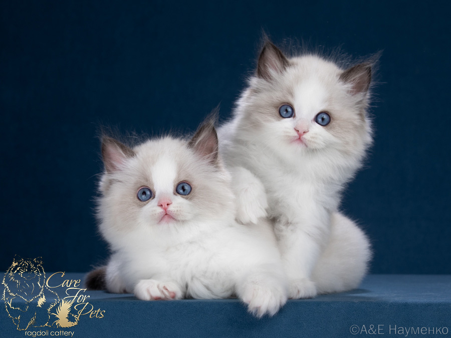 litter s-2025 ragdoll kittens
