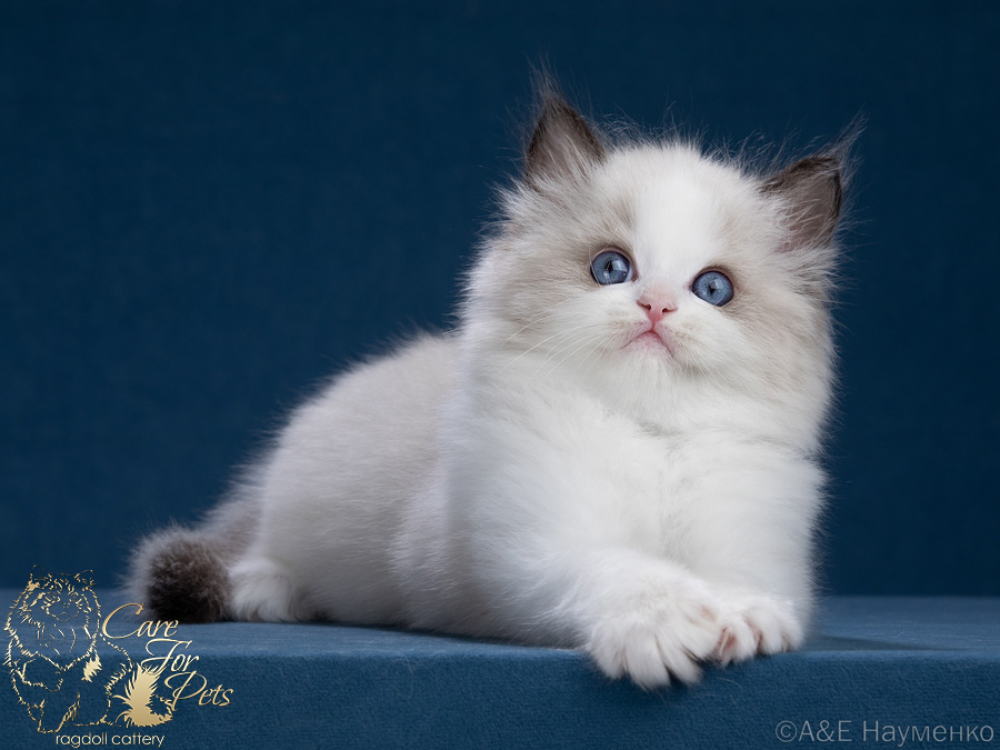ragdoll kitten Spicy-2025