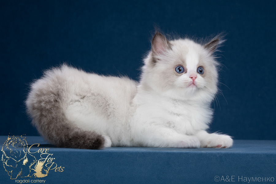 ragdoll kitten Sweety-2025