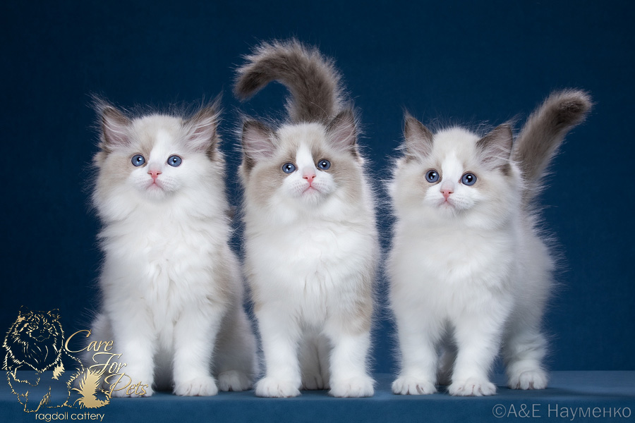 litter t-2024 ragdoll kittens