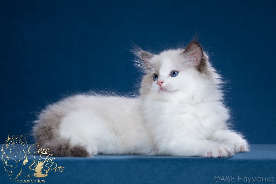 ragdoll kitten Tommy