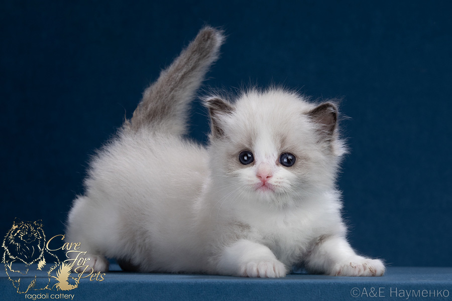 ragdoll kitten Queenie
