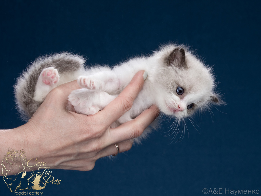 ragdoll kitten Plusha