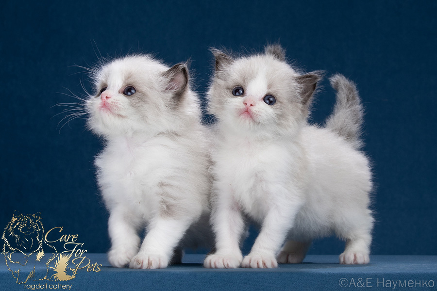 litter t-2025 ragdoll kittens