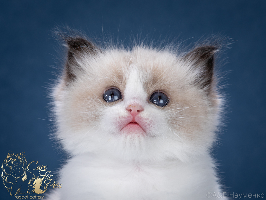 ragdoll kitten queeny