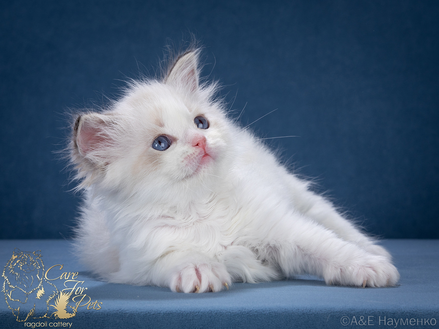 ragdoll kitten ursula