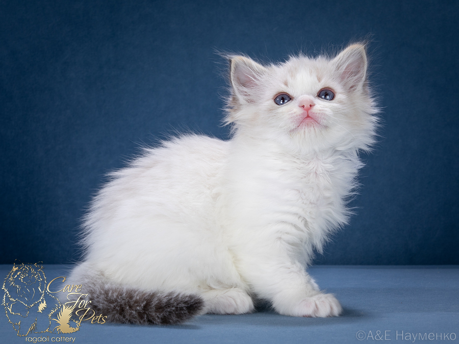 ragdoll kitten ustina