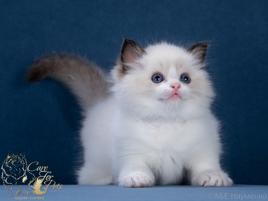 ragdoll kitten Vasko