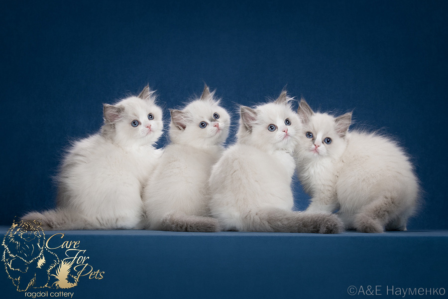 litter w-2025 ragdoll kittens