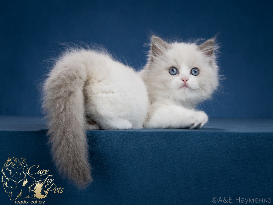 ragdoll kitten Wanda
