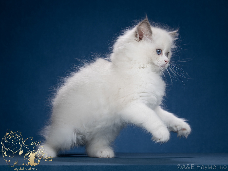 ragdoll kitten Wanessa CareForPets