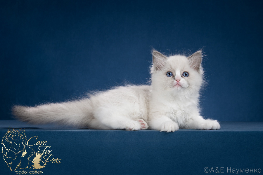 ragdoll kitten Whitney