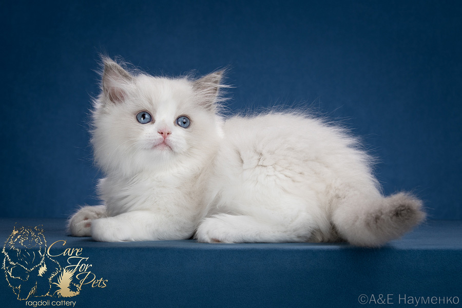 ragdoll kitten Windy Girl
