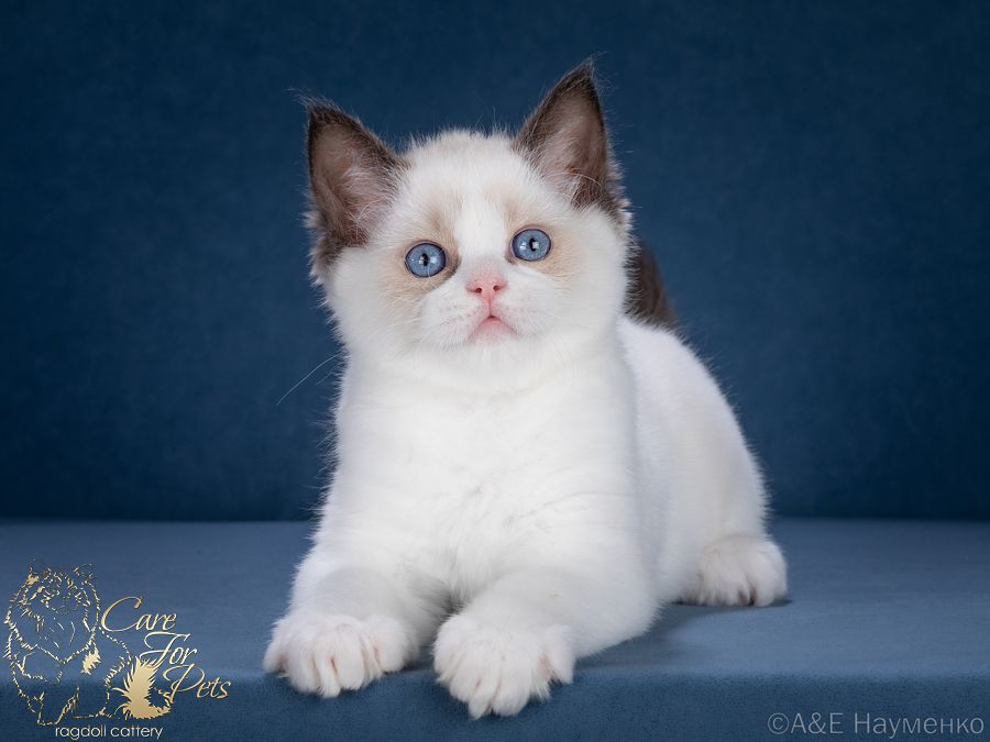 ragdoll kitten Xander