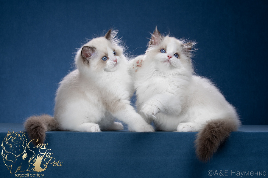 litter x-2025 ragdoll kittens