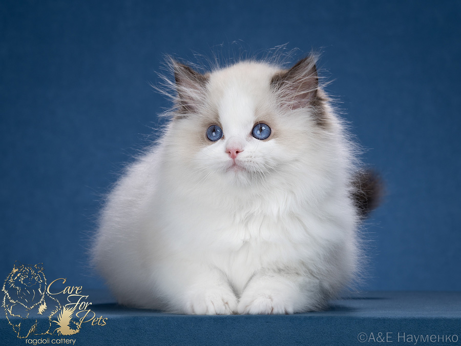 ragdoll kitten Xavier CareForPets