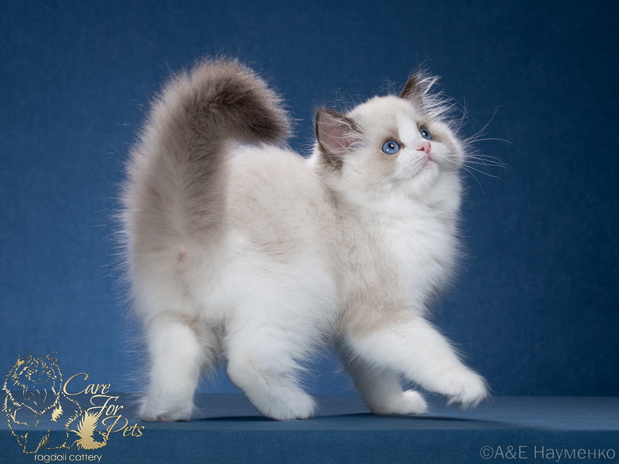 ragdoll kitten Xmas CareForPets*RU