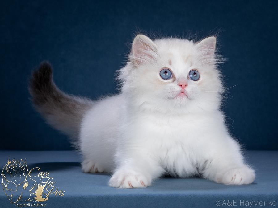 ragdoll kitten Xander