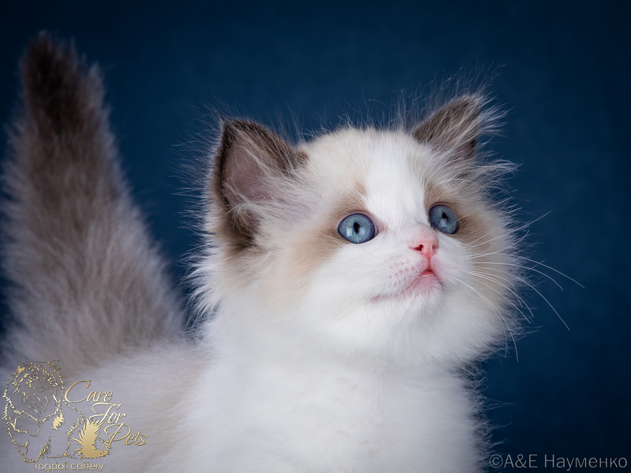 ragdoll kitten Yasia