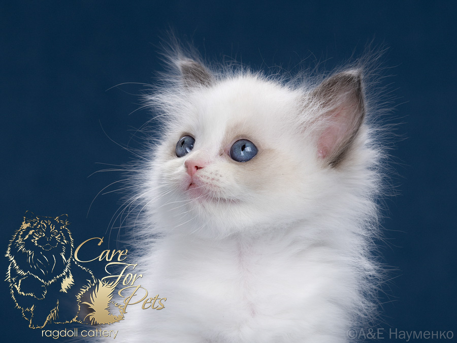 ragdoll kitten Zlata CareForPets