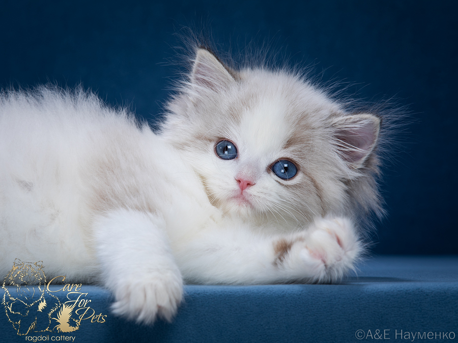 ragdoll kitten Zlata