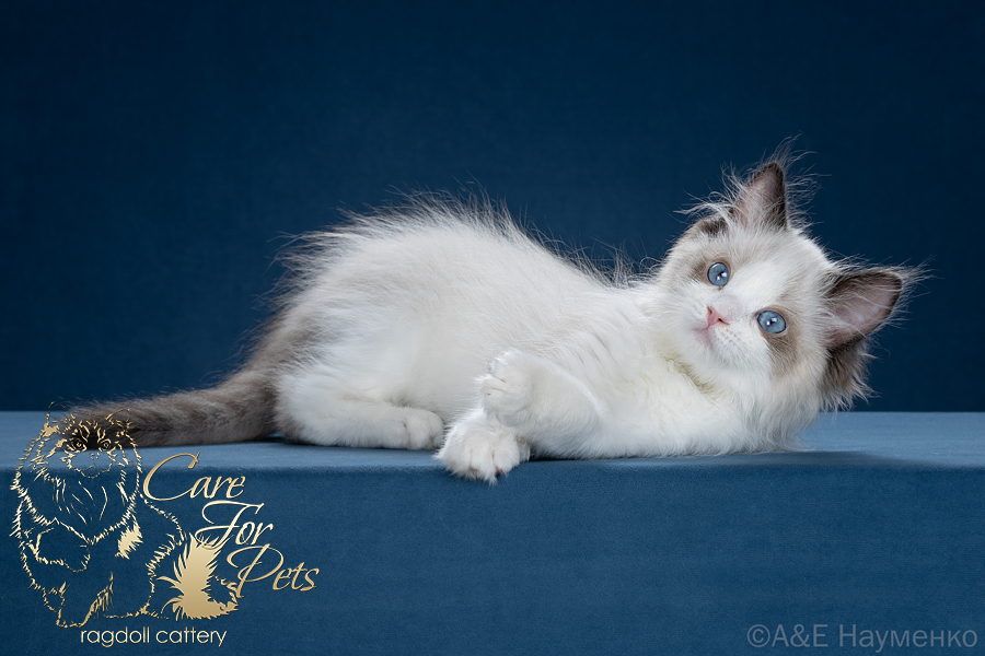 litter C-2026 ragdoll kittens
