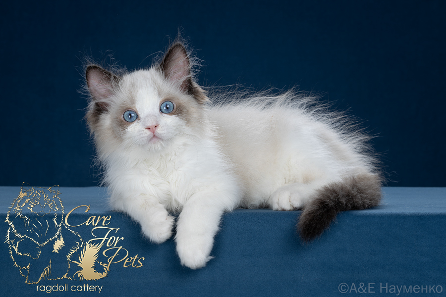 ragdoll kitten Kuzma