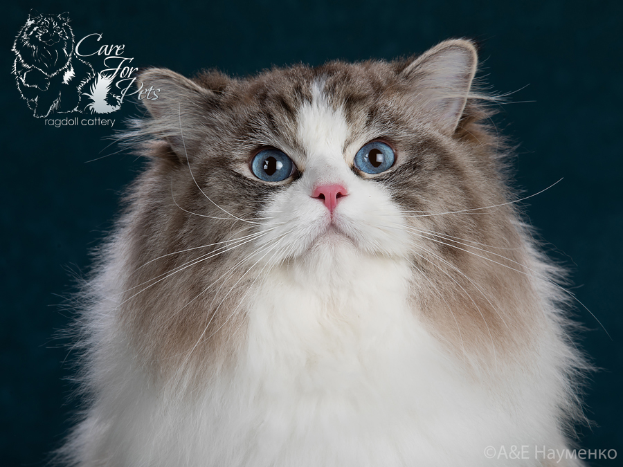 Ragdoll cat Giuliano