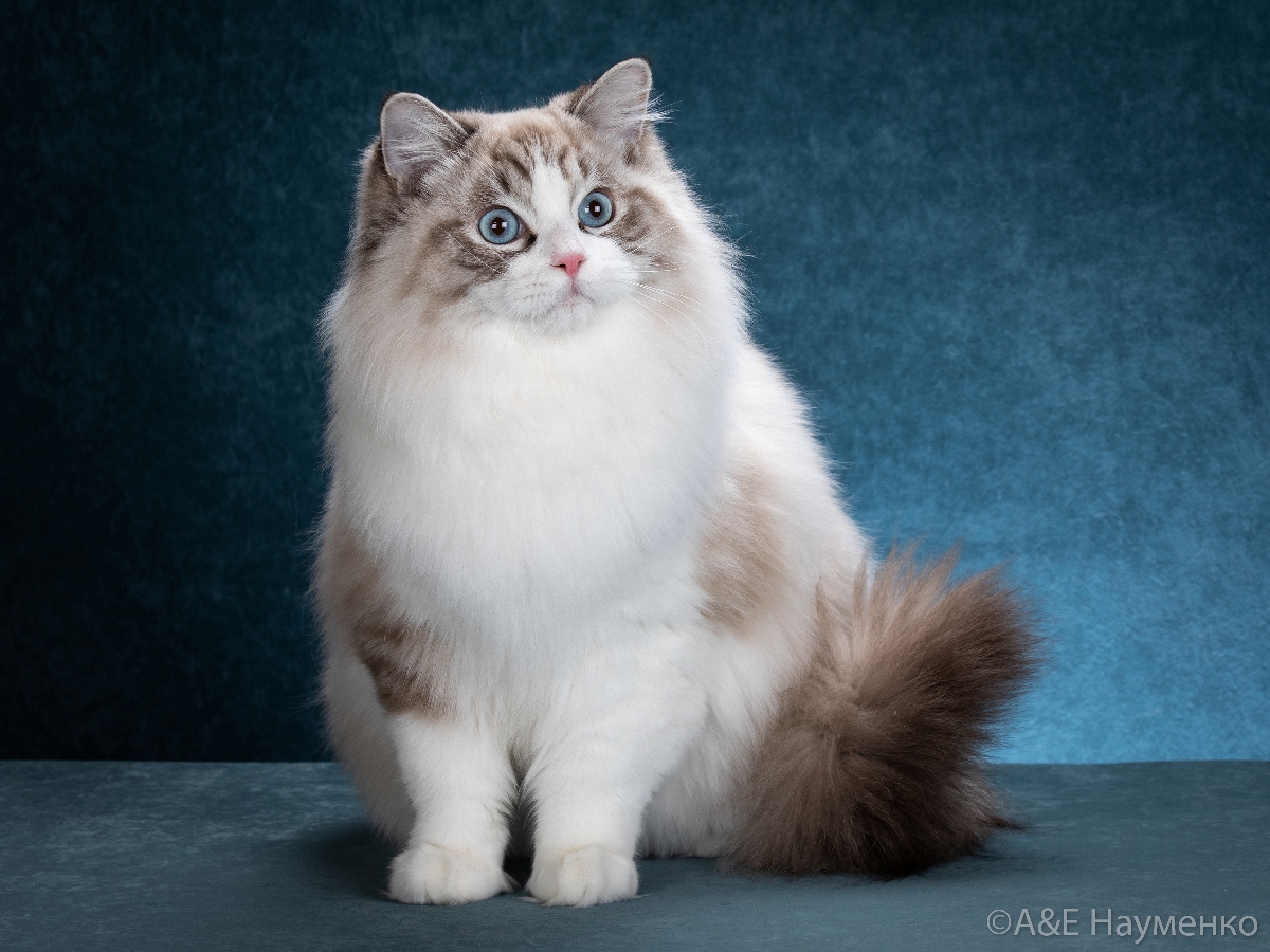 Ragdoll cat Giuliano CareForPets