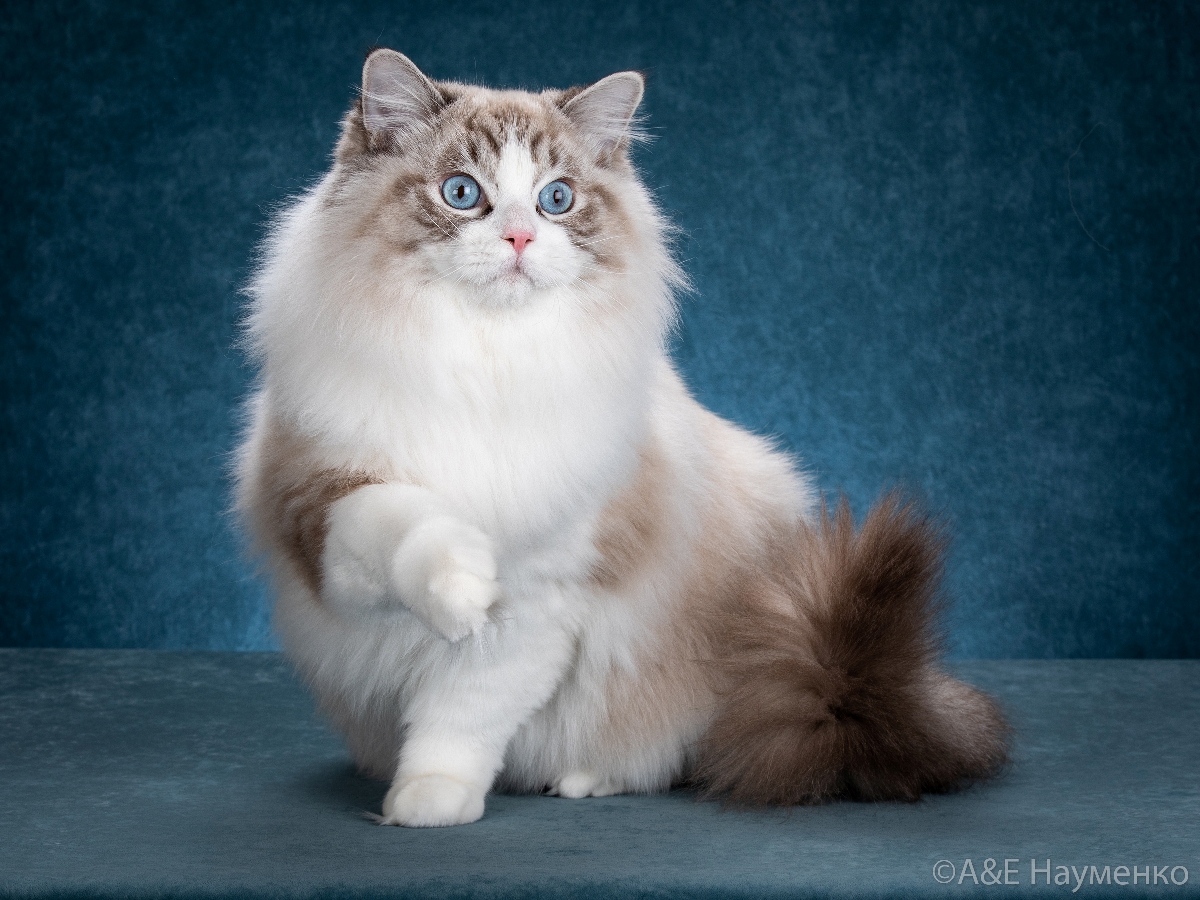 Ragdoll cat Russia