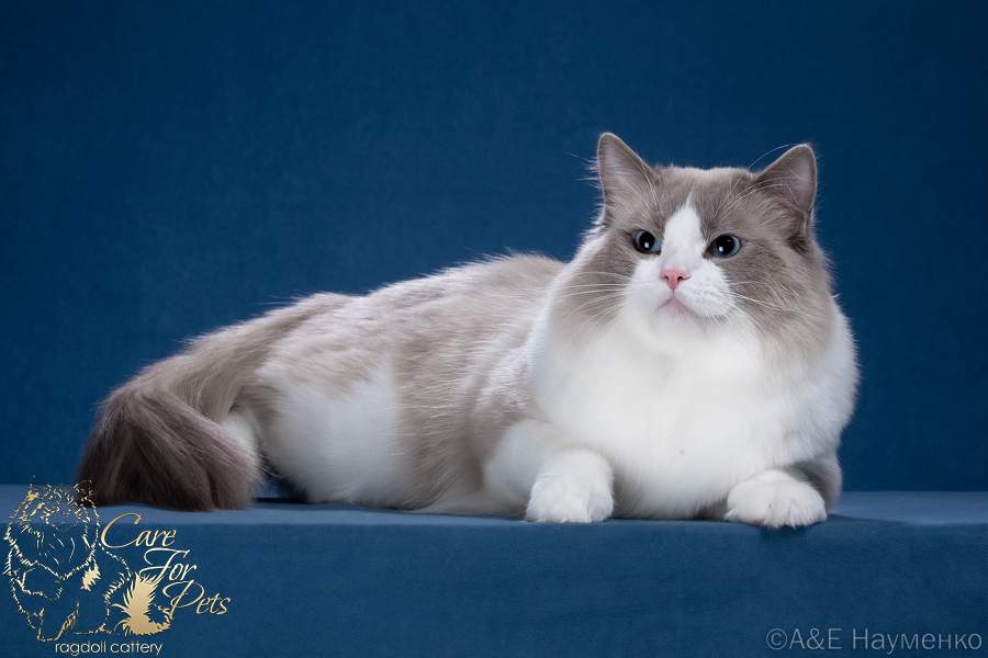 Ragdoll Noble CareForPets