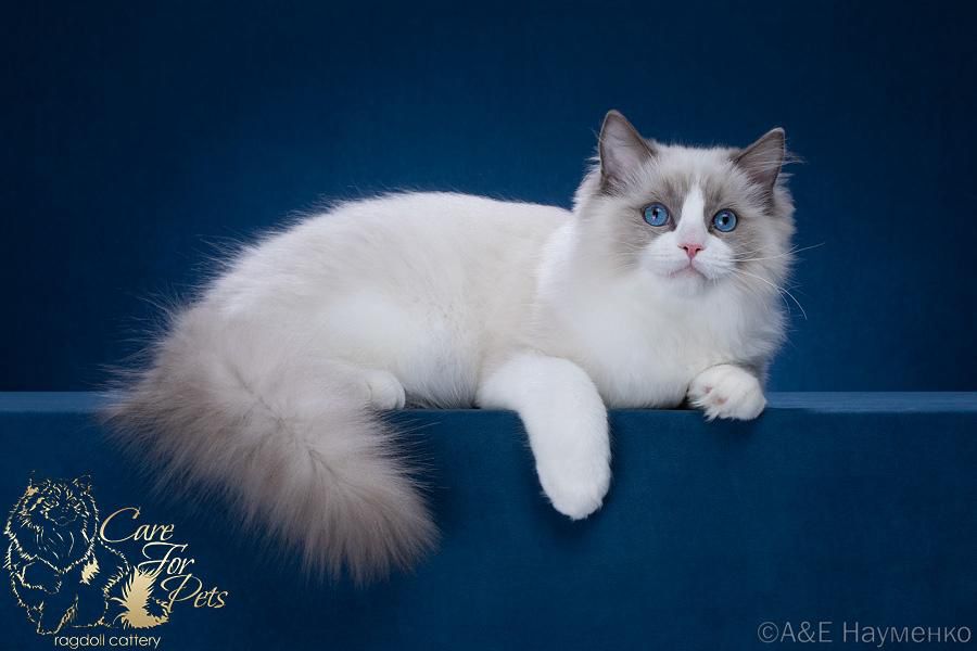 Ragdoll Z'Only CareForPets