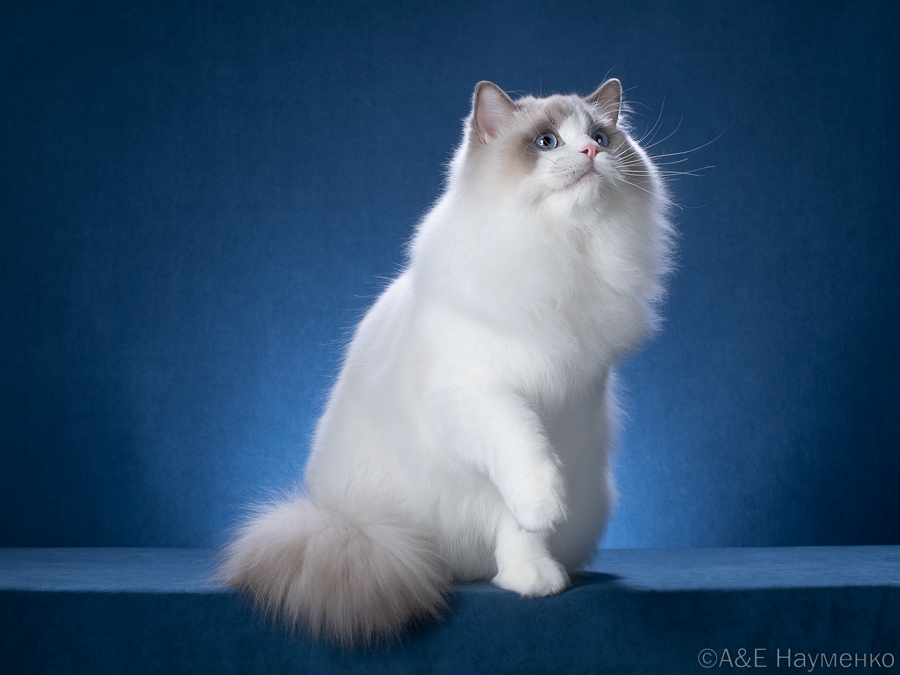 Ragdoll cat Sugary 