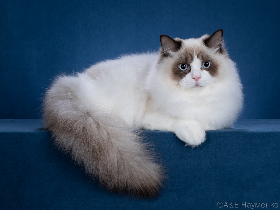 Ragdoll cat Giuliano CareForPets