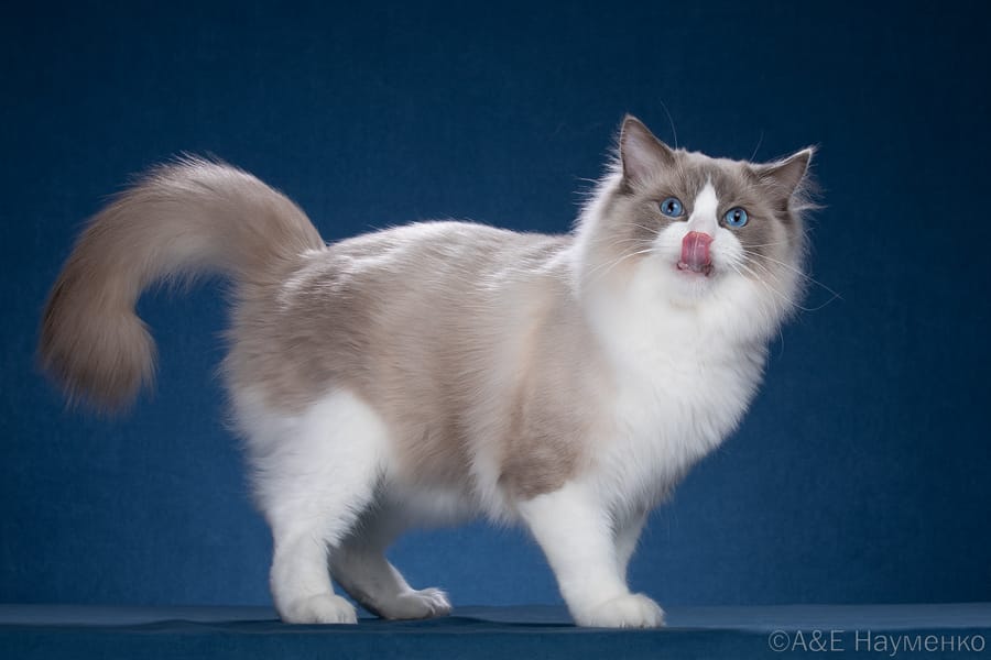 Ragdoll Z'Only CareForPets