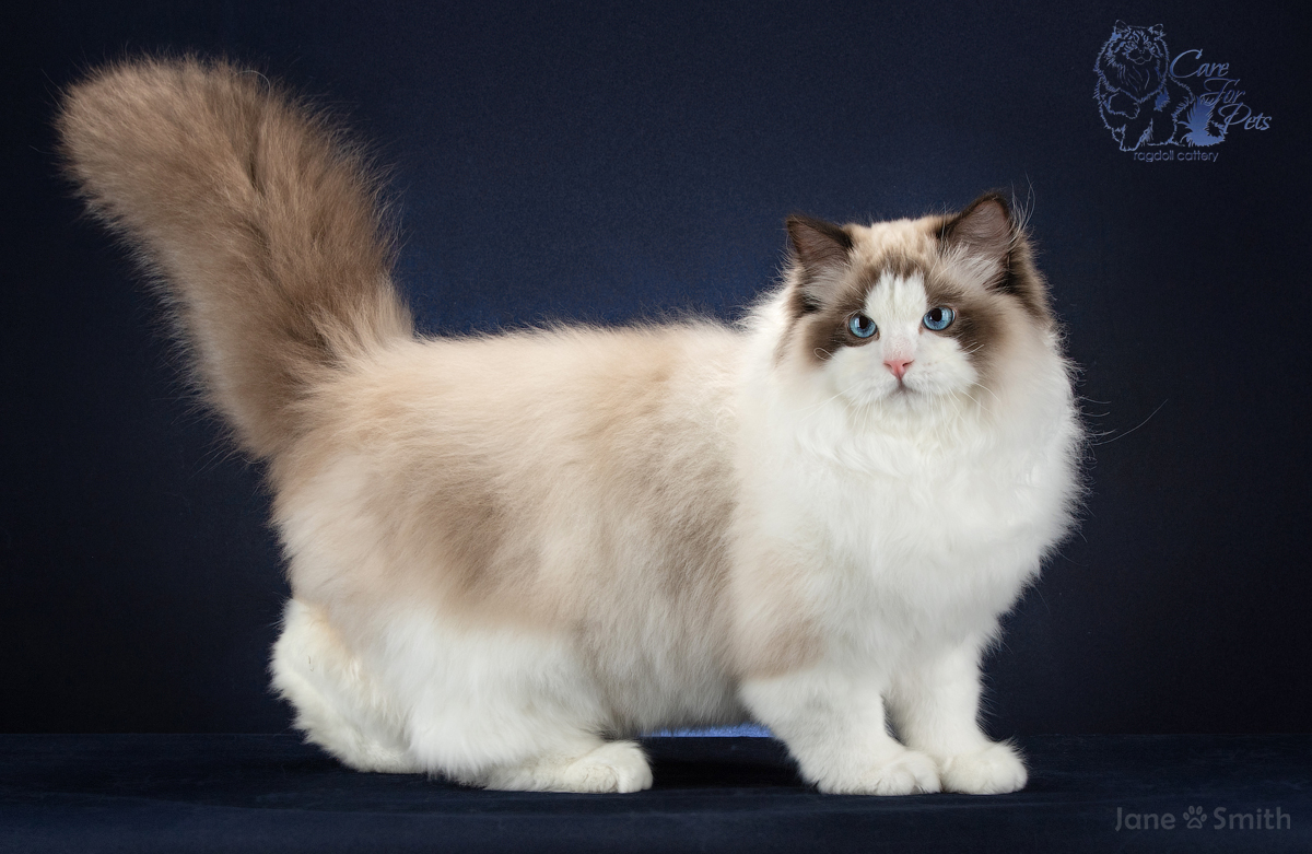 Ragdoll cat Zenith