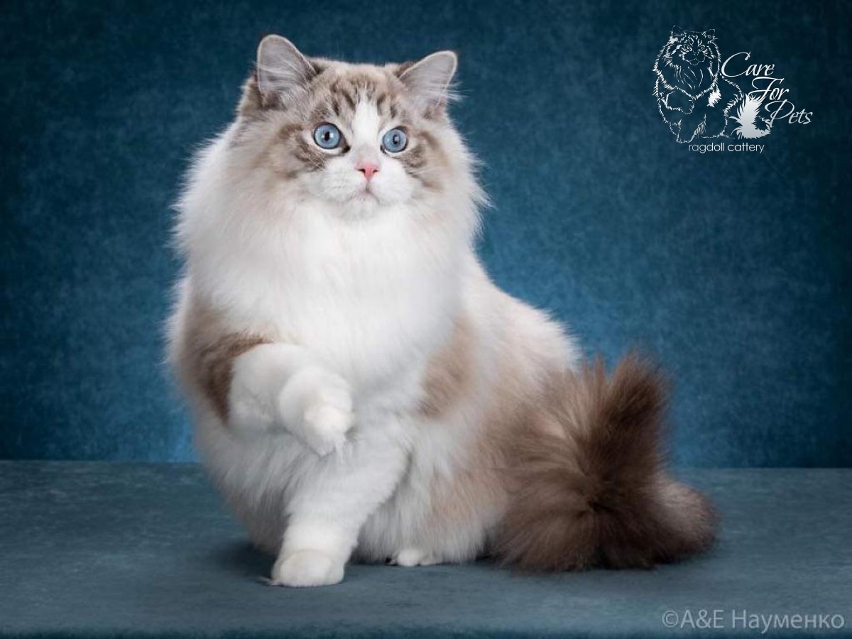 Ragdoll cat