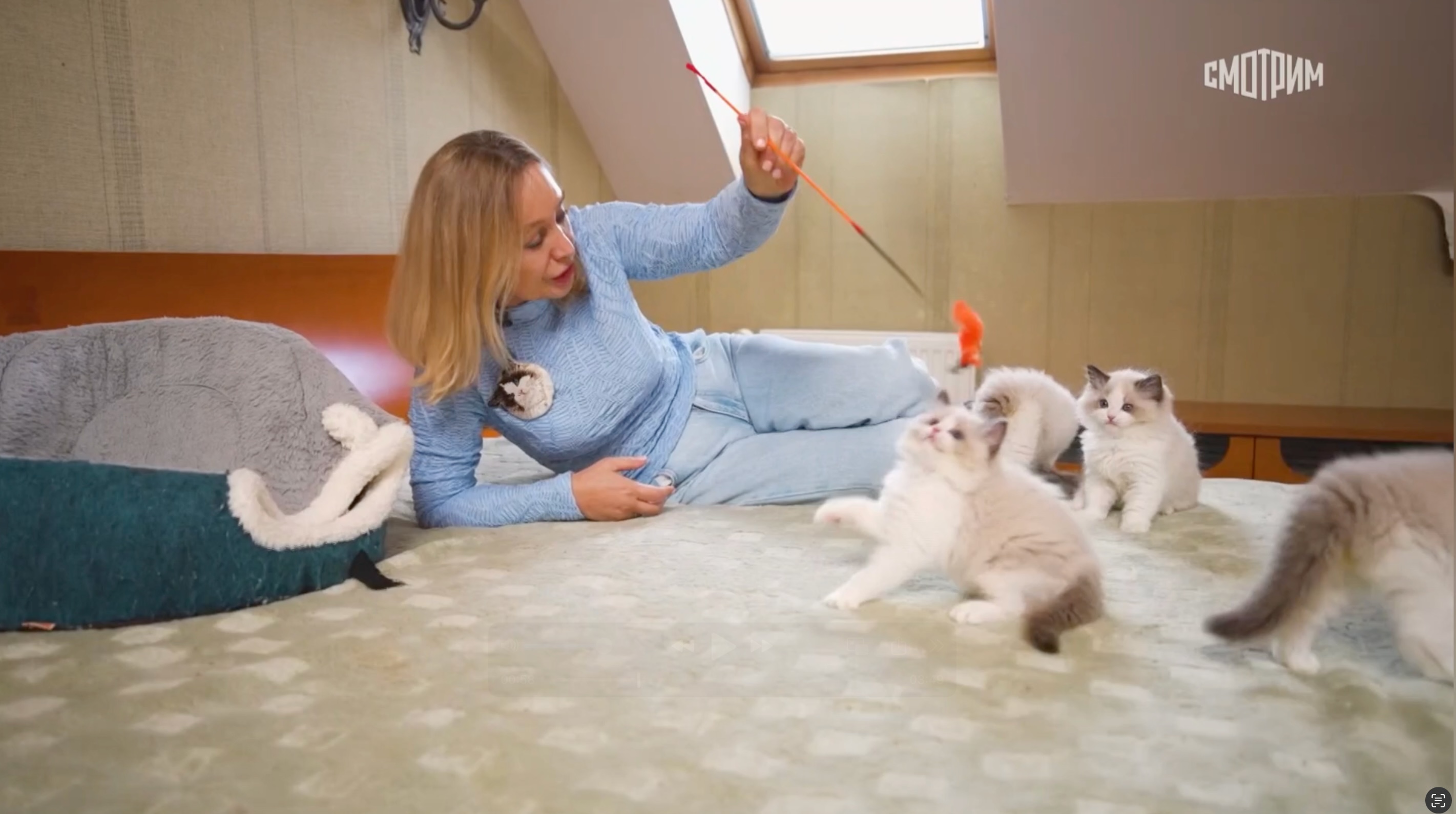 ragdolls TV 4